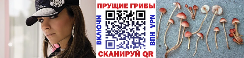 Галлюциногенные грибы GOLDEN TEACHER  Вязники 